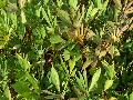 Lady Finger Sweet Potato Vine / Ipomoea batatas 